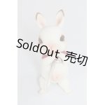 画像: studio parabolica x　神宮寺光/ビスうさ：ドワーフホト A-23-12-13-303-TN-ZA