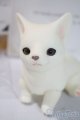 画像: dearｍine/golgi basic A-25-06-04-1091-TN-ZU