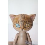 画像: I.O.S/Koo-Brown tabby A-25-06-11-1096-TN-ZU
