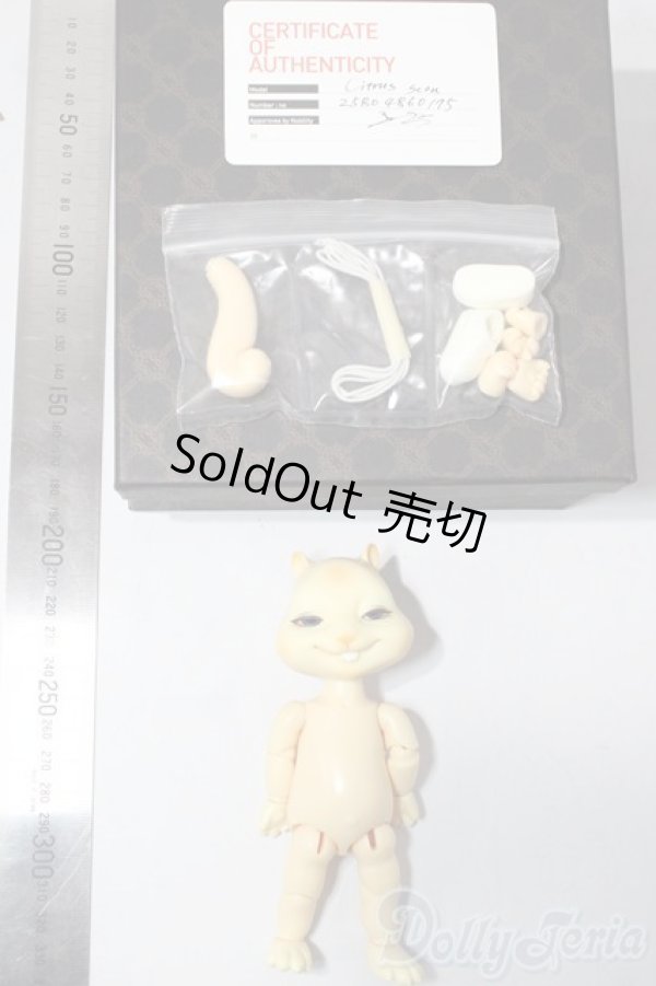 画像5: nobility doll/citrus scon/ A-26-01-21-1080-TN-ZU (5)